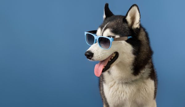 A dog wearing sunglasses
